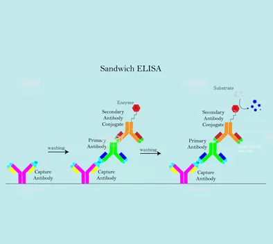 Operation Hotgens Verfahren für enzym gebundene Immunosorbent-Assay-Produkte (ELISA)