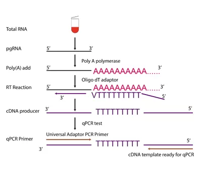 Betriebs verfahren von PCR-Kits